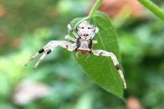 Thomisus sikkimensis