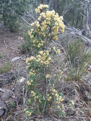 Pomaderris elliptica