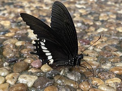 Papilio polytes