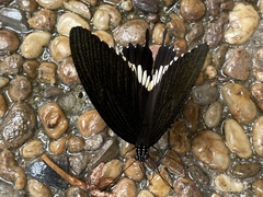 Papilio polytes