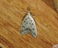 Atheropla decaspila