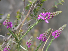 Comesperma virgatum