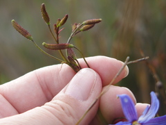 Agrostocrinum hirsutum