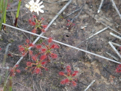 Drosera verrucata