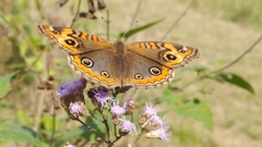 Junonia genoveva hilaris
