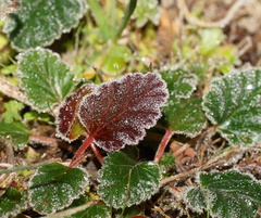 Pelargonium australe