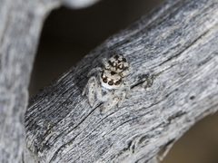 Pseudomogrus dalaensis