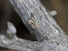 Pseudomogrus dalaensis