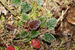 Pelargonium australe