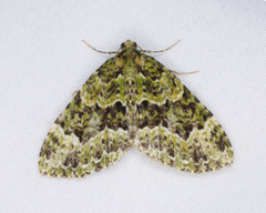 Austrocidaria erasta