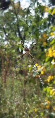 Argiope argentata