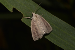 Lophocalama neuritis