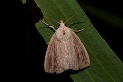 Lophocalama neuritis