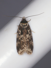 Barea atmophora