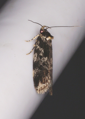 Barea atmophora