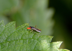 Orthonotus rufifrons