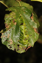 Taphrina tosquinetii