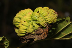 Taphrina tosquinetii