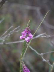 Comesperma virgatum
