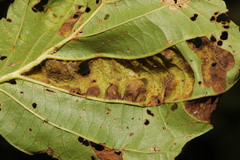 Taphrina tosquinetii