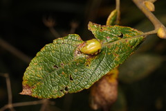 Euura bridgmanii