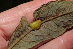 Euura bridgmanii