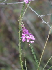 Comesperma virgatum