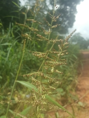 Setaria longiseta
