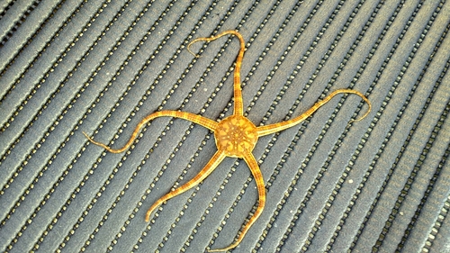 Ophioderma