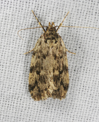 Barea turbatella