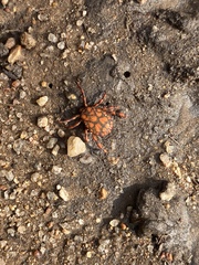 Dermacentor rhinocerinus