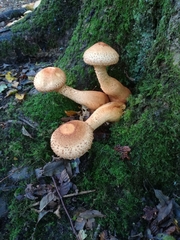 Pholiota squarrosa