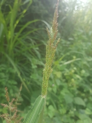 Setaria longiseta
