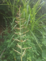 Setaria longiseta