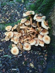 Pholiota squarrosa