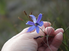 Agrostocrinum hirsutum