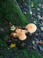 Pholiota squarrosa