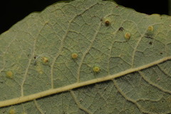 Iteomyia capreae