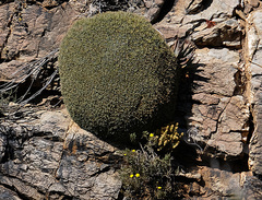 Euphorbia multifolia