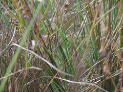 Agrostocrinum hirsutum