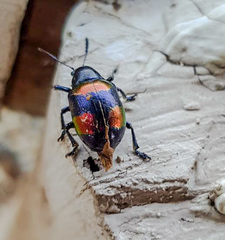 Platycorynus undatus