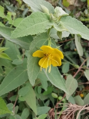 Corchoropsis crenata hupehensis