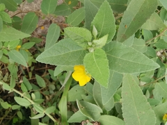 Corchoropsis crenata hupehensis