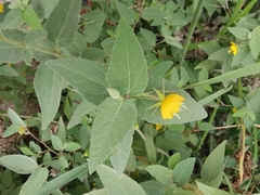 Corchoropsis crenata hupehensis