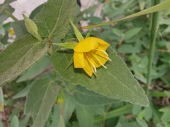 Corchoropsis crenata hupehensis