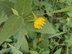 Corchoropsis crenata hupehensis
