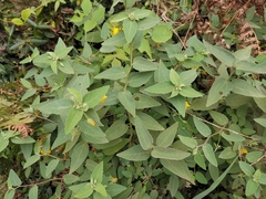 Corchoropsis crenata hupehensis