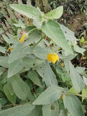 Corchoropsis crenata hupehensis