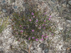Kunzea recurva