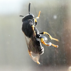 Brachymeria tibialis